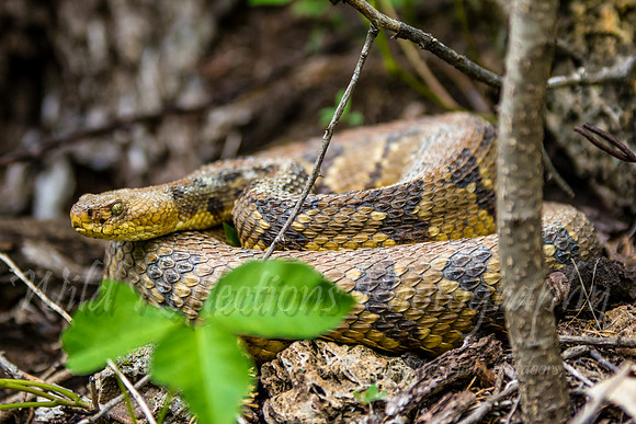 Timber Rattler