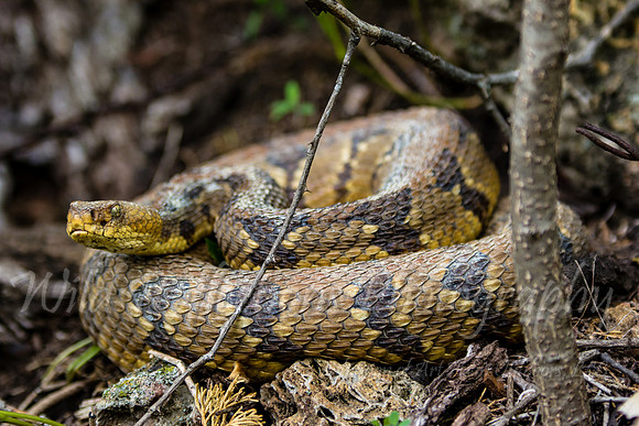 Rattlesnake