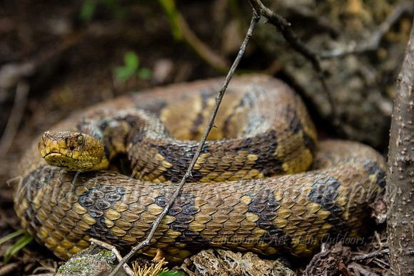 Coiled rattler