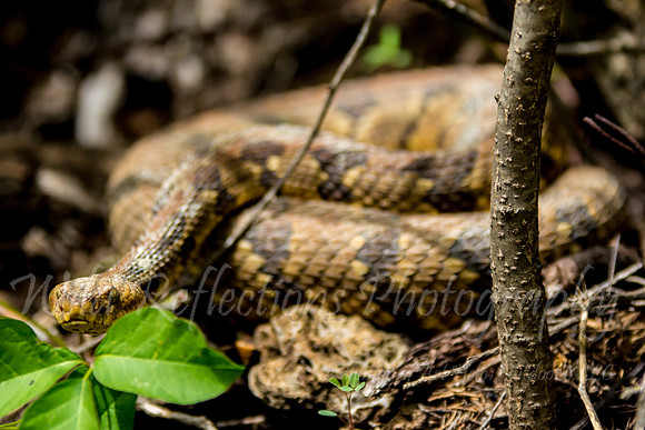 Rattlesnake sneek