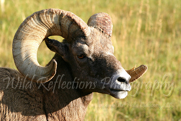 Bighorn Sheep