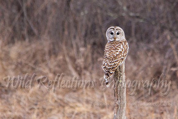 Barred Owl stare