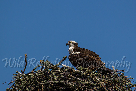 Osprey nesting