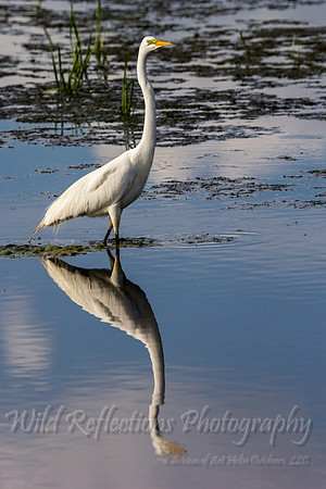 Egret reflection