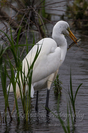 Egret eating mini muskie
