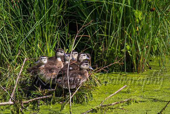 wood duck ducklings