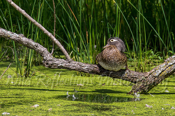 Sleeping female wood duck
