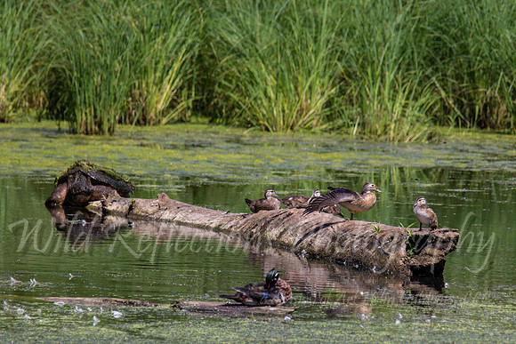 Wood Ducks and snapper