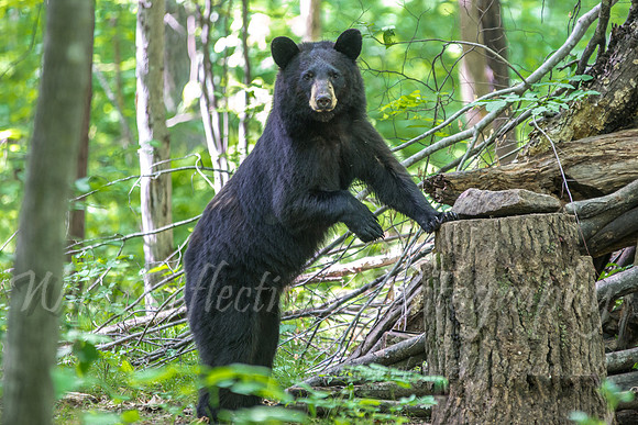 Black bear  looking