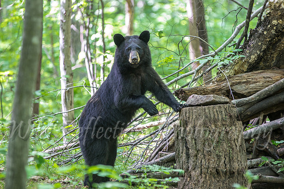 Black bear standing
