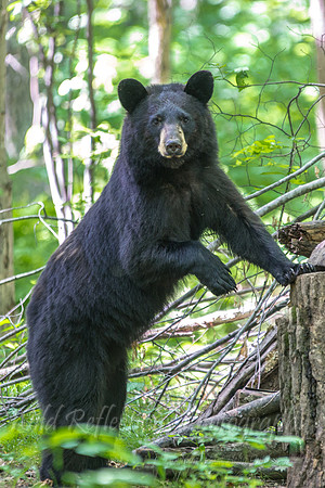 Black bear standing vertical