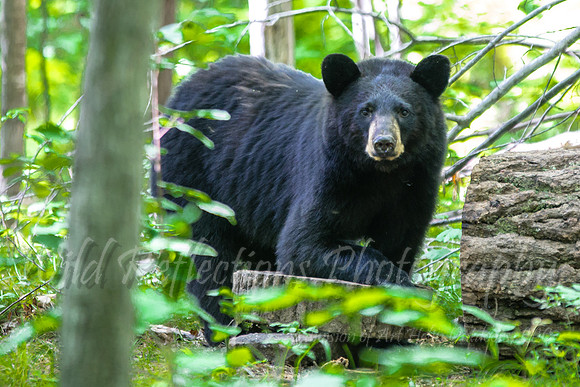 Black bear stare