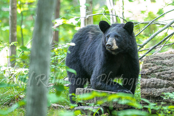 Black bear kneeling