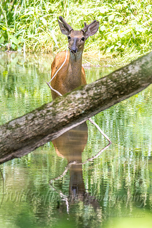 Whitetail in water