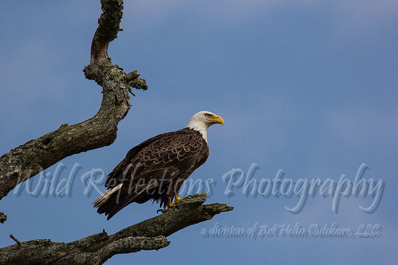 Bald Eagle on limb