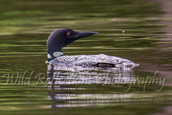 green water loon