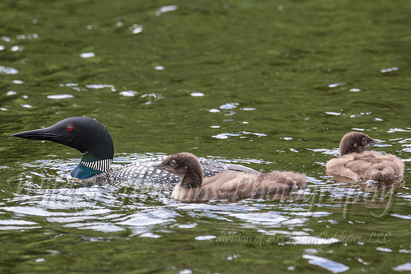Loon and babies