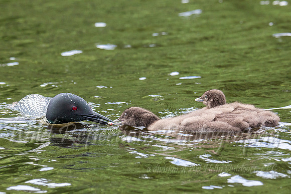 Loon feeding babies