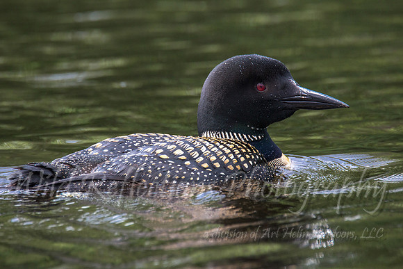 Stained loon