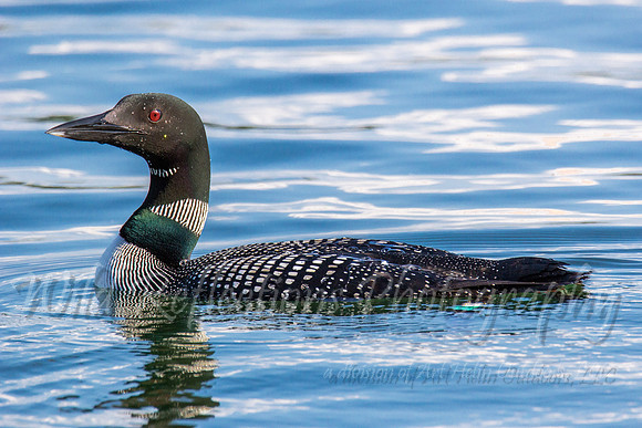 blue water loon low