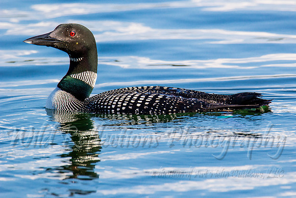 Blue water loon