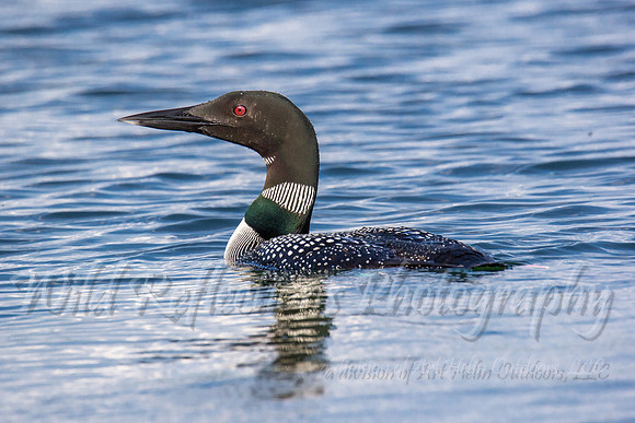 blue water left loon