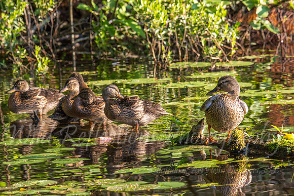 the 5 ducklings