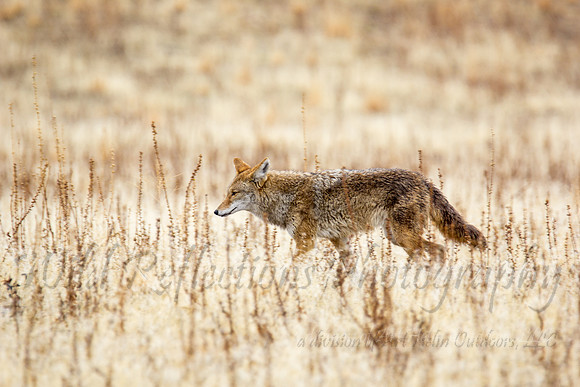 Walking Coyote