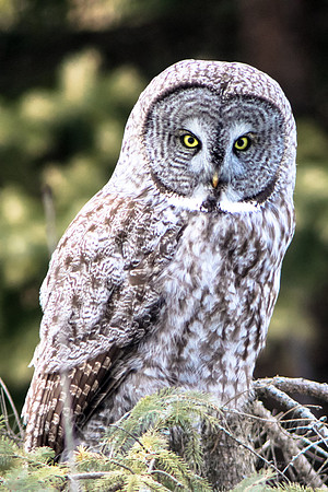 great grey staredown