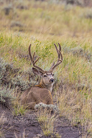 Bedded Mule Deer Buck