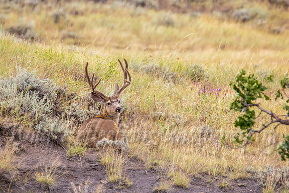 mule deer buck bedded