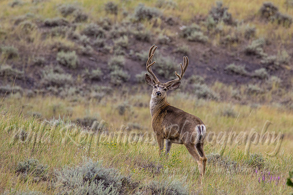 Hard left turn mule deer