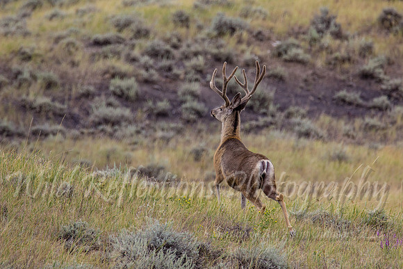 Mule deer buck leaving