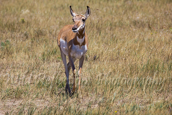 Antelope Doe