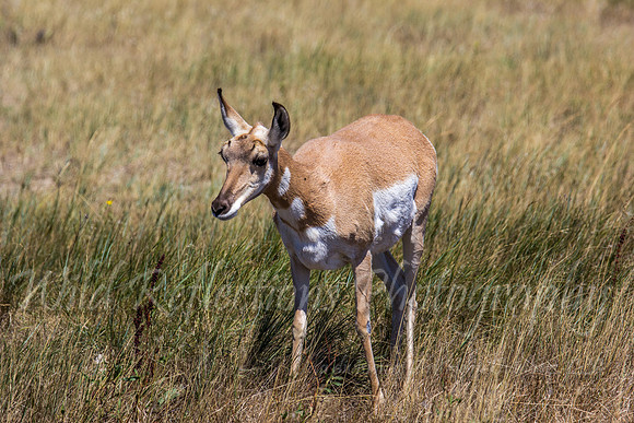 Antelope doe walking right