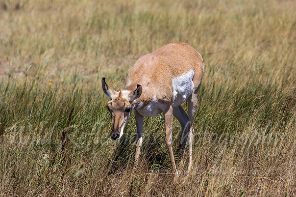 Antelope Doe pausing