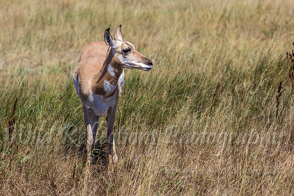 Antelope doe looking left horiz
