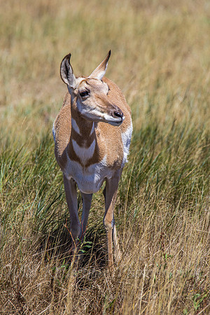Antelope doe looking left vert