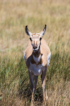 Antelope doe straight on