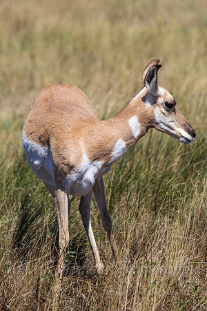 Antelope doe hard left