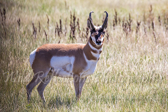 Antelope buck head up broadside