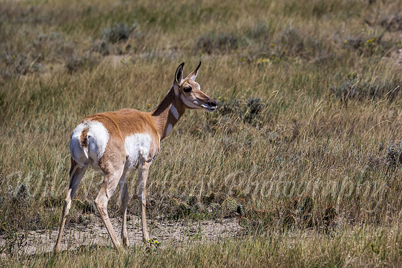 Antelope doe hard right