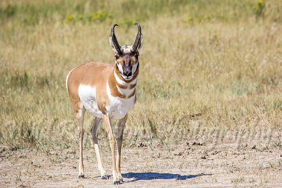 antelope buck straight right