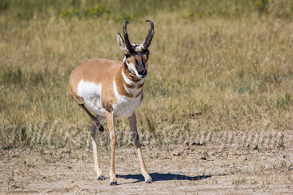 Antelope buck scratching