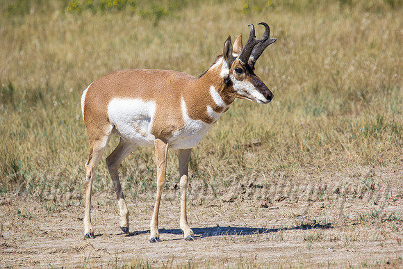 Antelope buck walking left head up