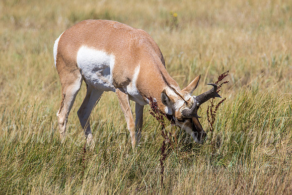 Antelope buck rubbing