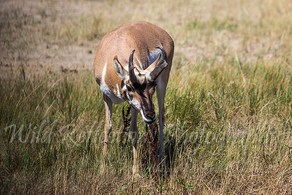 Antelope buck head down