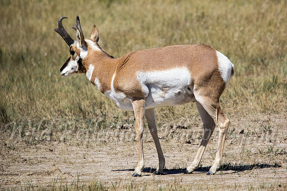 Antelope buck broadside