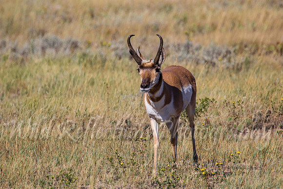 Antelope straight left