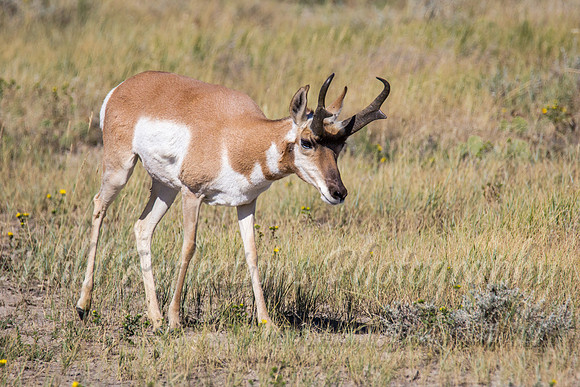 Antelope buck left head down